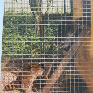 Trio of Raccoons Basildon Zoo 1989