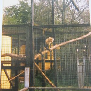 Male White-Fronted Capuchin 1989 Basildon Zoo.