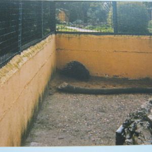 Indian Crested Porcupine Basildon Zoo 1989