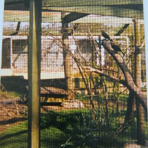 Hartlaub`s Touracos Basildon Zoo 1989.