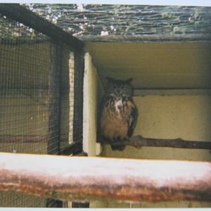 European Eagle Owl Basildon Zoo 1989.