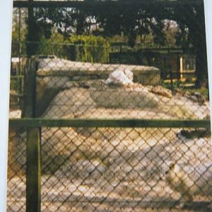 Arctic Fox pen Basildon Zoo 1989.