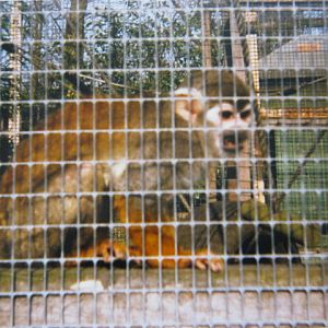 Basildon Zoo (Closed) April 1989.