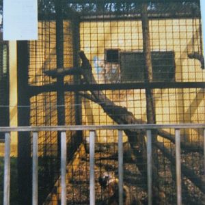 Ring-tailed Coati Cage Basildon Zoo 1989