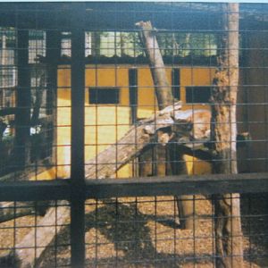 European Lynx cage Basildon Zoo April 1989.