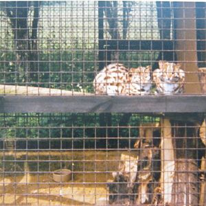 Pair Leopard Cats Basildon Zoo 1989.