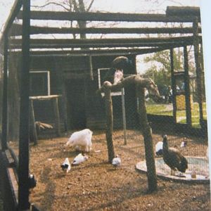 Peafowl Aviary Basildon Zoo 1989.