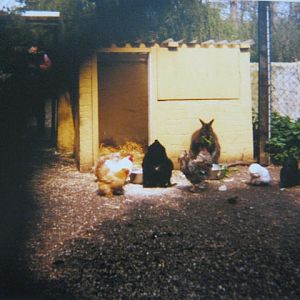 Bennett`s Wallaby plus friends! Basildon Zoo 1989.