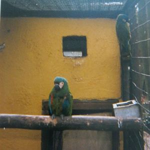 Pair Illiger`s Macaws Basildon Zoo 1989.