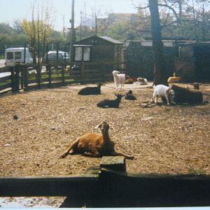 Goat pen by entrance/car park. 1989.