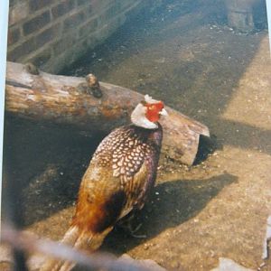 Mutation Ring-Necked Pheasant, Basildon Zoo 1989.