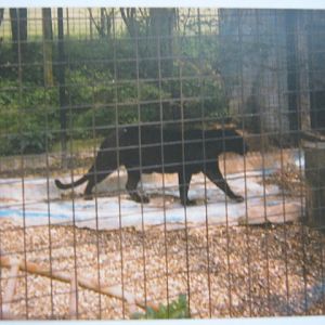 Melanistic Leopard Basildon Zoo 1989