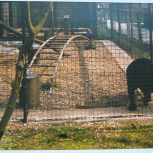 Melanistic Leopard Basildon Zoo 1989.
