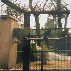 Slender-Billed Conures Basildon Zoo 1989.