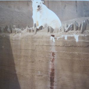 Mappins Polar Bear c1970s-80`s?