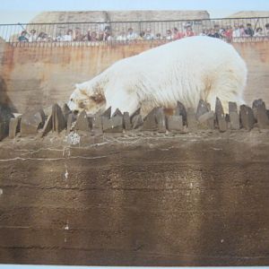 Mappins Polar Bear c1970s-80`s?