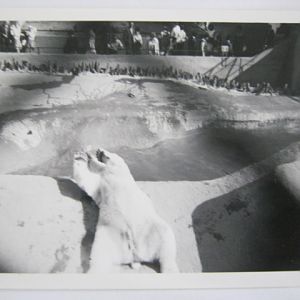 Mappins Polar Bear 1966.