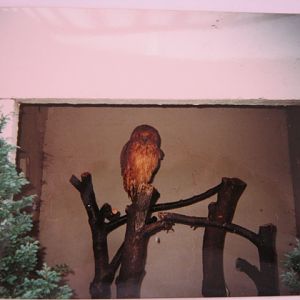 Rufous Fishing Owl London Zoo June 1990.