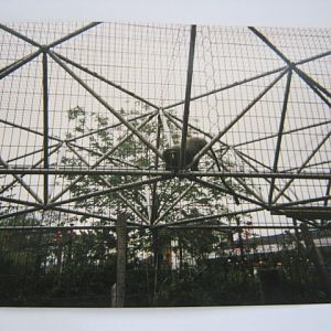 Hamlyn`s Owl-faced Monkey London Zoo June 1990.