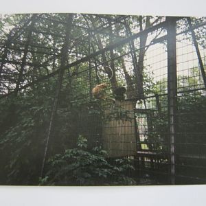 The old Gibbon Cage on the lawn, London Zoo 1990.