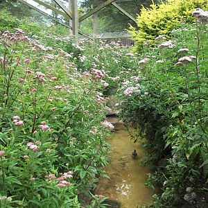 Luxuriant growth in the walk-through aviary, 1st August 2014
