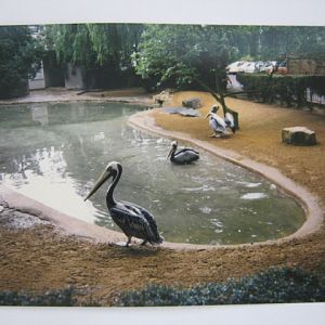 Brown Pelicans London Zoo June 1990.
