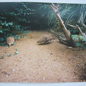 Pin-tailed Sandgrouse June 1990 London Zoo.