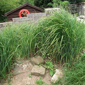 Luxuriant growth on the penguins' beach, 1st August 2014