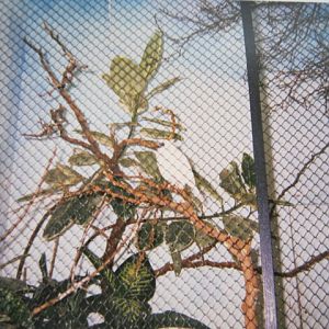 Pale-throated Bell-Bird London Zoo 1990.