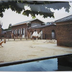 View of Cotton Terraces June 1990.