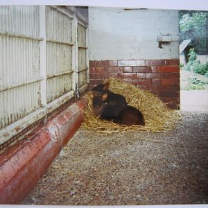 Chilean Pudu in old Stork & Ostrich House. 1990
