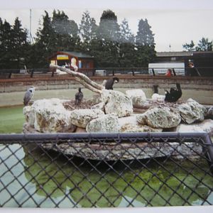 Former Seal Pool London Zoo 1990.