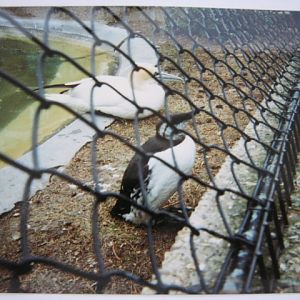 Southern Aviary with Guillemot and Gannet.