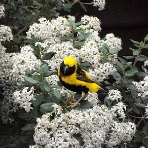 Napoleon Weaver, 1st August 2014