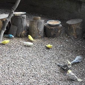 Just like Australia, 1st August 2014