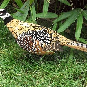 Ralph, Jim or Vic, 1st August 2014