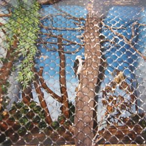White Woodpecker London Zoo 1990.