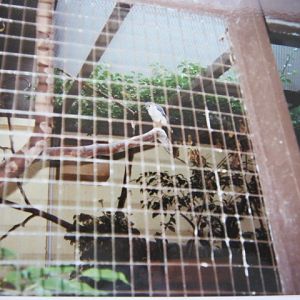 Pygmy Falconet June 1990. London Zoo.