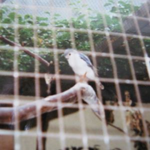 Pygmy Falconet closer view.