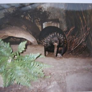 Bruijin`s Echidna in the Clore.