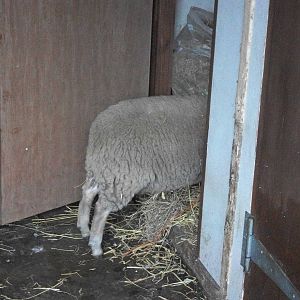April is in the hay shed again, 2nd August 2014
