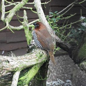 Spice Bird, 2nd August 2014