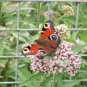 A haven for insect life, 3rd August 2014