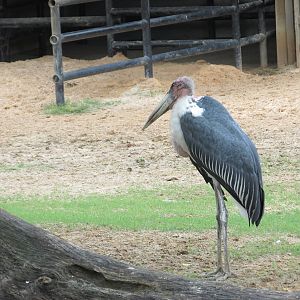 marabou stork houston zoo