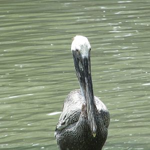 brown pelican houston zoo
