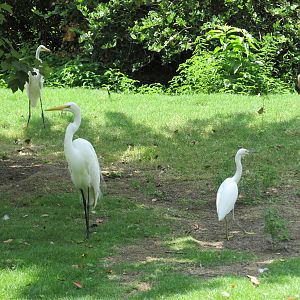 egrets and nene houston zoo