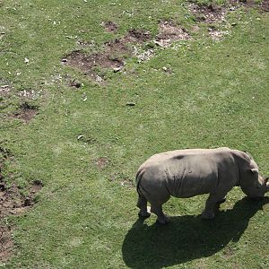 White Rhinoceros, 4th August 2014