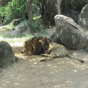 african lion jonathan houston zoo