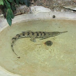 malayan gharial houston zoo