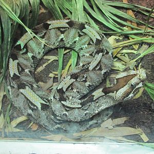 rhinoceros viper houston zoo